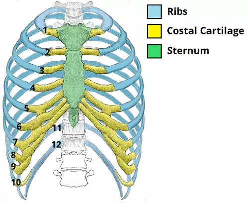 vertebrae, sternum, ribs and intercostal muscles - biology Form two